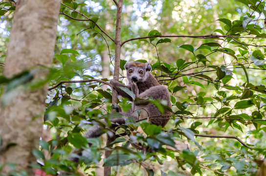 Common brown lemur in Ankarana Park Madagascar