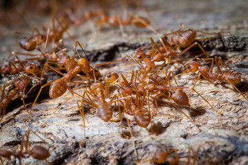 Close up of red weaver ant with wide open mandibles and ready to