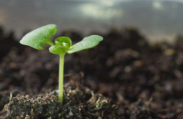 young sprout