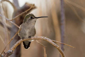 Female Black-chinned Hummingbird