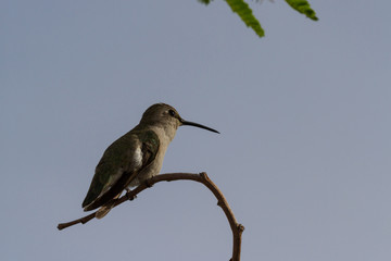 Female Black-chinned Hummingbird