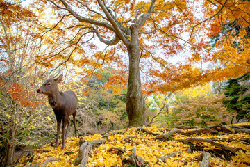 Deer live freely in Nara