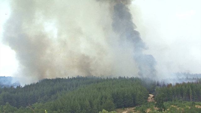 Fire storm in the mountain forest, fire destroys trees