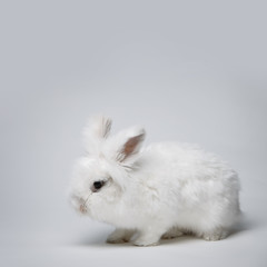 Video of white rabbit on blue screen