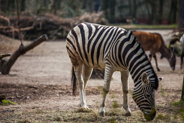 Zebra