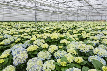 Foto op Plexiglas Greenhouse with cultivation of hydrangea © Kruwt