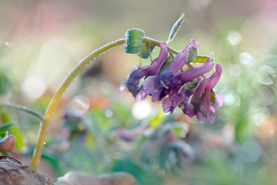 Spring Fumewort in frost