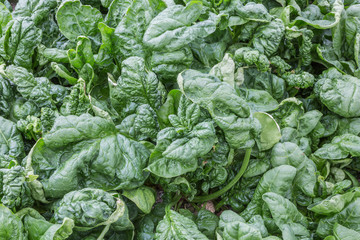 Naklejka premium Greenhouse with closeup from cultivated vegetables