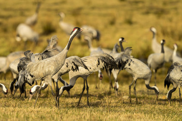 eurasian crane