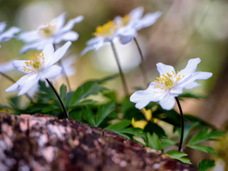Lovely Anemone