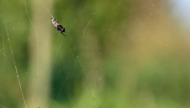 Mouche toile d'araign&eacute;e pi&egrave;ge 3