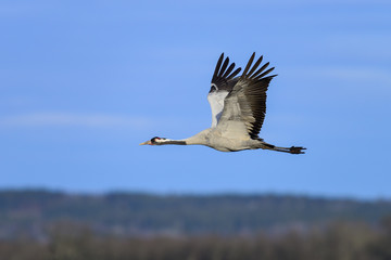 Fototapeta premium eurasian crane
