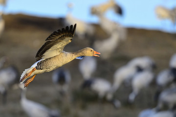greylag goose