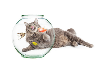 Hungry Cat Laying Behind Pet Fish Bowl