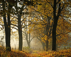 Naklejka na ściany i meble Foggy autumn forest