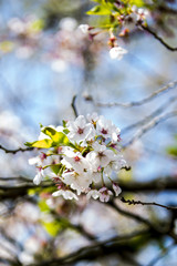 Hanami 11