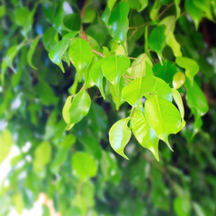 Fototapeta na wymiar Leaves of fresh tree