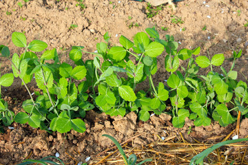 Piselli taccole mangiatutto 2