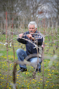 Agriculture, pruning in vineyard, senior man work, real people