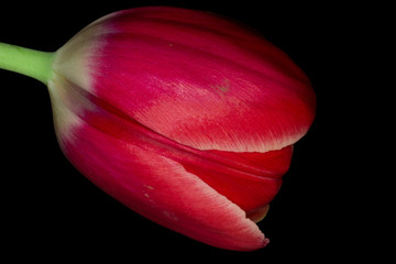 Czerwony tulipan na ciemnym tle