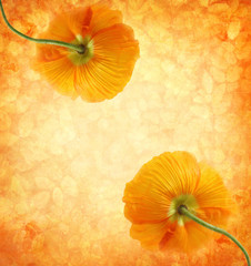 Vintage background with orange poppies