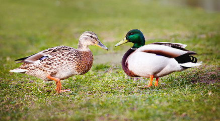Naklejka na ściany i meble two ducks on the grass