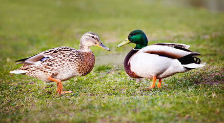 two ducks on the grass
