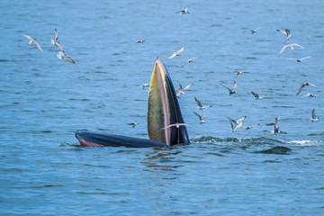 Naklejka premium Balaenoptera brydei whale in the Gulf of Thailand