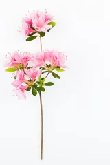 Printed kitchen splashbacks Azalea Pink flowering azalea branch