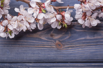 Spring blossom flowers apricot on blue wooden background
