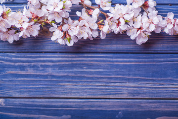 Spring blossom flowers apricot on blue wooden background