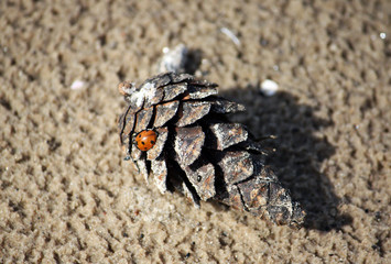 Ladybug on the cone