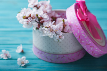 Fototapeta na wymiar Spring blossom flower box apricot on blue wooden background