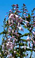 Purple garden campanula flowers