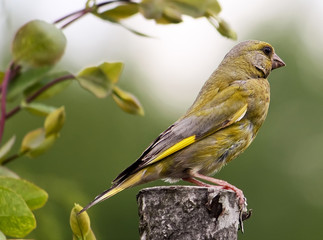 A bird on the tree stump