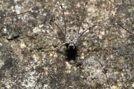 Harvestmen (Opiliones). Daddy longlegs. Macro.