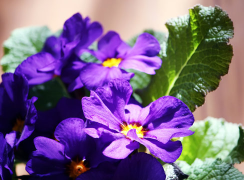 Purple viola flowers