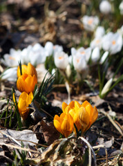 White and yellow spring crocuses