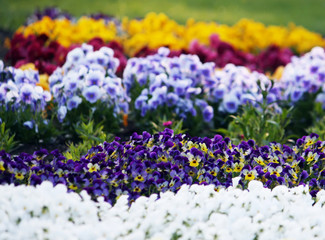 Obraz premium Multicolored pancy flowers