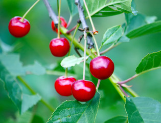 Ripe red cherries
