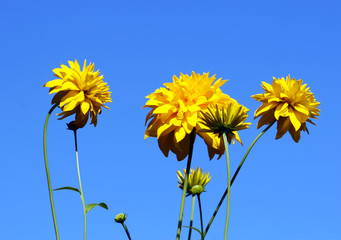 Rudbeckia flowers