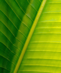 banana leaf up to the light