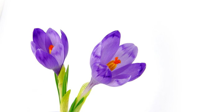 Two timelapse blooming crocuses on white background