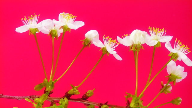 Timelapse cherry flowers on pink background. FullHD 1080p.