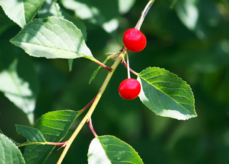 Cherries on the branch