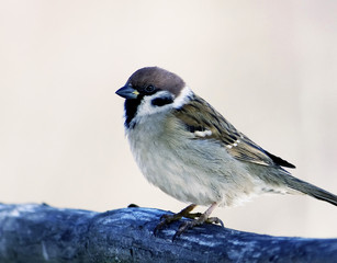 Sparrow