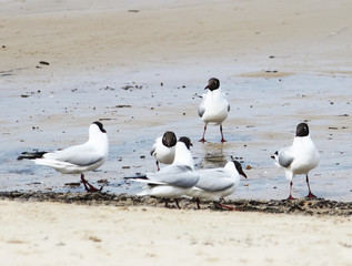 Seagulls