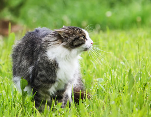 A cat on green grass