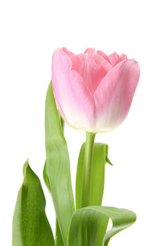 Beautiful Pink Tulip. Isolated