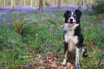 In the bluebells